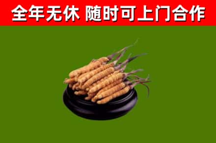 南头镇烟酒回收冬虫夏草.jpg